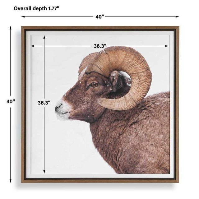Capture the rugged spirit of the mountains with the Big Horn framed print. It features a detailed, close-up profile of a...