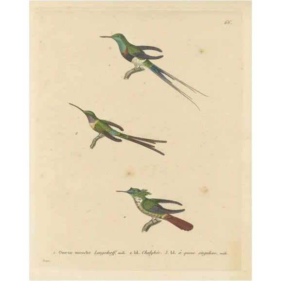 Huet and Prêtre, Hummingbird, Langsdorff, Chalybeate, 1838, Engraving For Sale