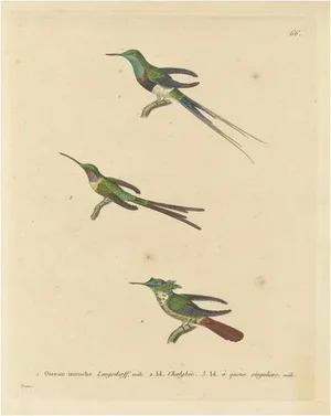 Huet and Prêtre, Hummingbird, Langsdorff, Chalybeate, 1838, Engraving