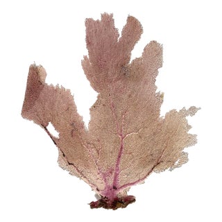 Natural Caribbean Sea Fan For Sale