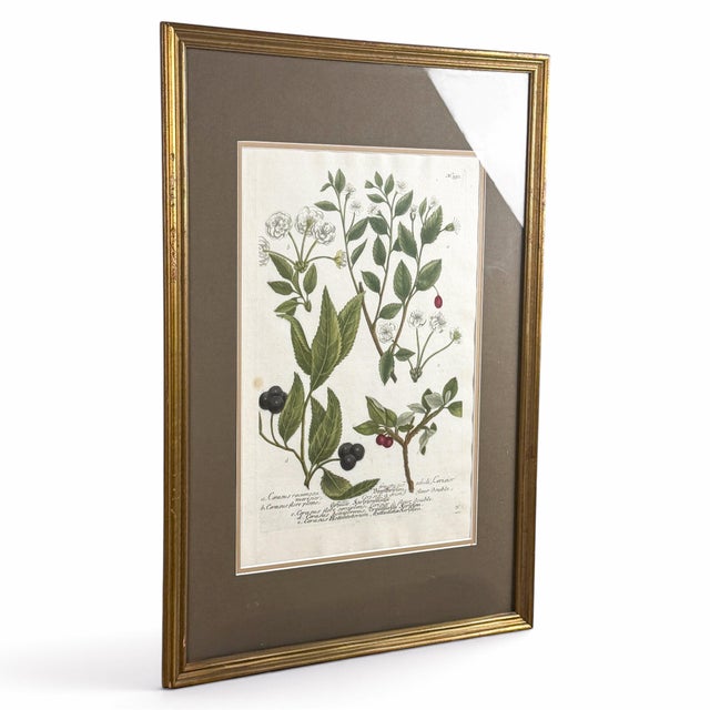 Baroque 1739 Cherry Blossoms & Fruits Mezzotint | Hand-Colored Johann Weinmann Botanical Print For Sale - Image 3 of 9
