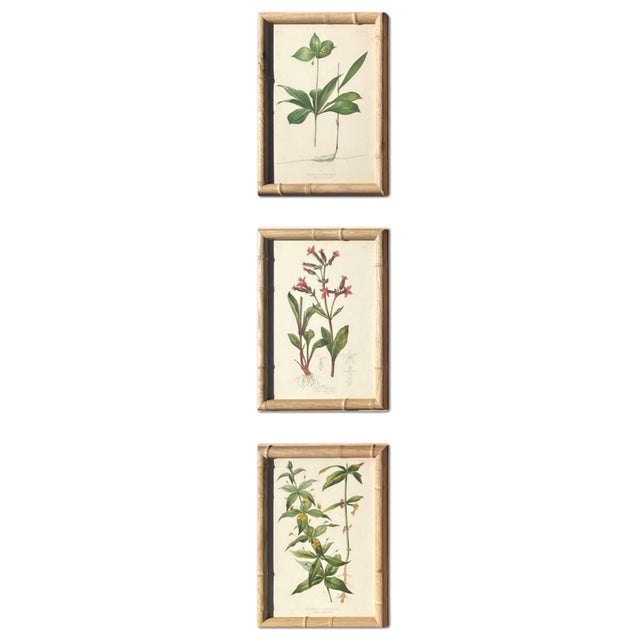 Framed Botanical Chromolithographs Set of 9 — “Wild Flowers of America”, Volume Ii, L. Prang & Co., Boston (C. 1878) For Sale - Image 17 of 18