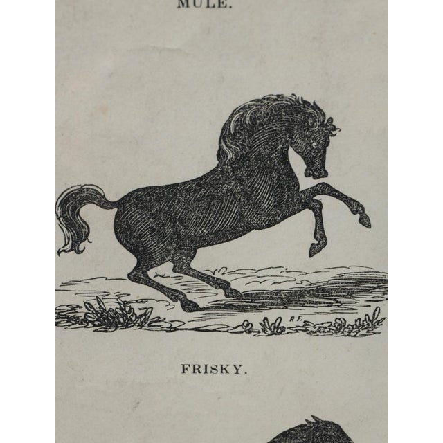 Paper Webb & Millington, The Panorama of Horses, 1850, Engraving For Sale - Image 7 of 18