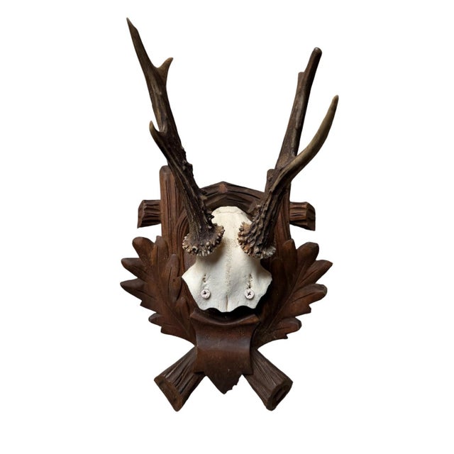 Cabin Roe Deer Trophy 182 Black Forest Antlers For Sale - Image 3 of 5