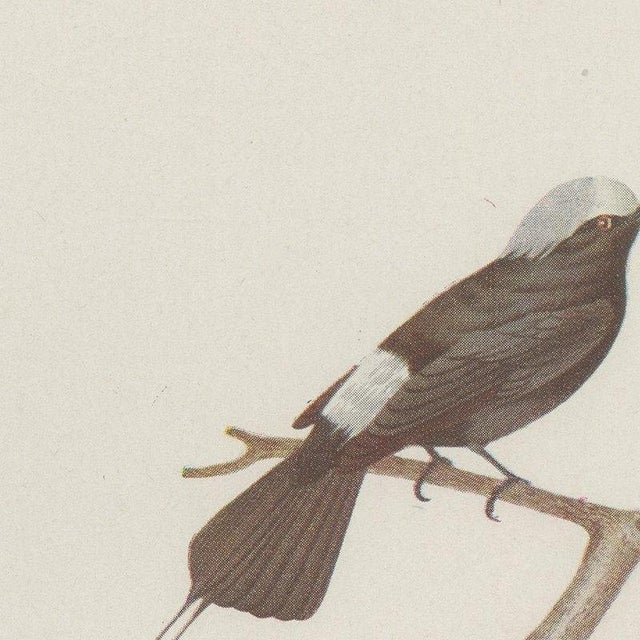 After Descourtilz, Racket-Tailed Motmots and Kingfishers, 1944, Paper For Sale - Image 3 of 12