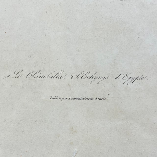 18th Century French Antique 18th Century "Le Chinchilla" Chinchilla Engraving Hand Colored Signed Artwork For Sale - Image 5 of 7