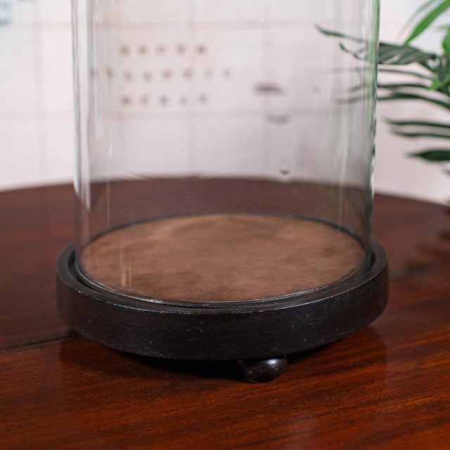 Wood Tall Victorian Antique Specimen Showcase Dome, English, Glass, Taxidermy, 1895 For Sale - Image 7 of 10