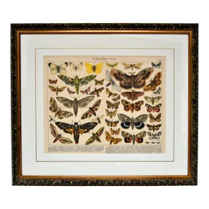 Antique 19th Century Animalia Lithograph Print of Butterflies & Moths