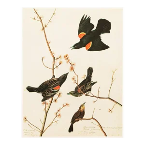 1966 Vintage Farmhouse Cottage Print "Red-Winged Starling" After John James Audubon