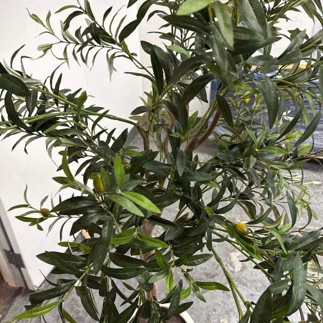 Faux Olive Tree + White Planter For Sale - Image 10 of 12
