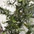 Faux Olive Tree + White Planter For Sale - Image 10 of 12