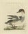 Sepp & Nozeman, Male Common Merganser, 1809, Print For Sale - Image 10 of 10