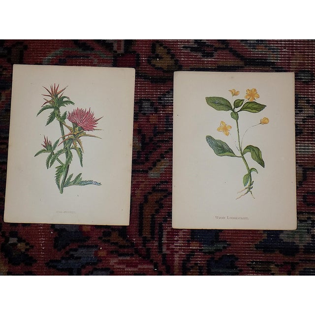 Antique 19th Century Anne Pratt Botanical Chromolithographs - Set of 12 For Sale In Cincinnati - Image 6 of 10