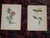 Antique 19th Century Anne Pratt Botanical Chromolithographs - Set of 12 For Sale In Cincinnati - Image 6 of 10