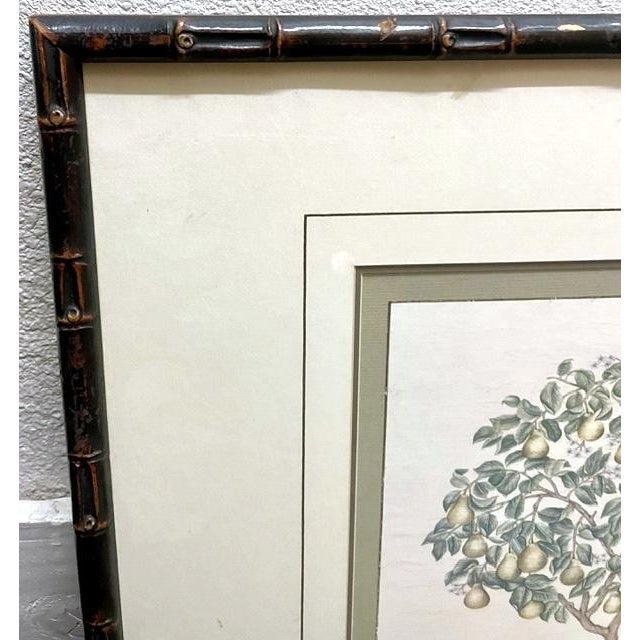 Early 20th Century Vintage Chinoiserie Fruit Tree Botanical Prints in Faux Bamboo Frames - Pair For Sale - Image 5 of 6