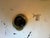 1970s 1970s Danish Black Pendant Lamp by E. S. Horn For Sale - Image 5 of 8