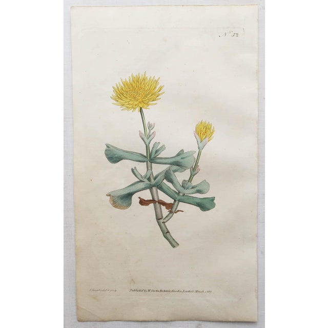 After Sowerby, Botanical Prints, 1793, Lithograph, Set of 12 For Sale - Image 10 of 14