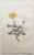 After Sowerby, Botanical Prints, 1793, Lithograph, Set of 12 For Sale - Image 10 of 14
