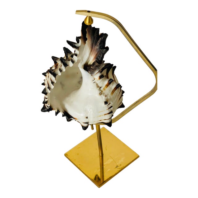 Vintage Coastal Sea Shell on a Brass Custom Stand For Sale