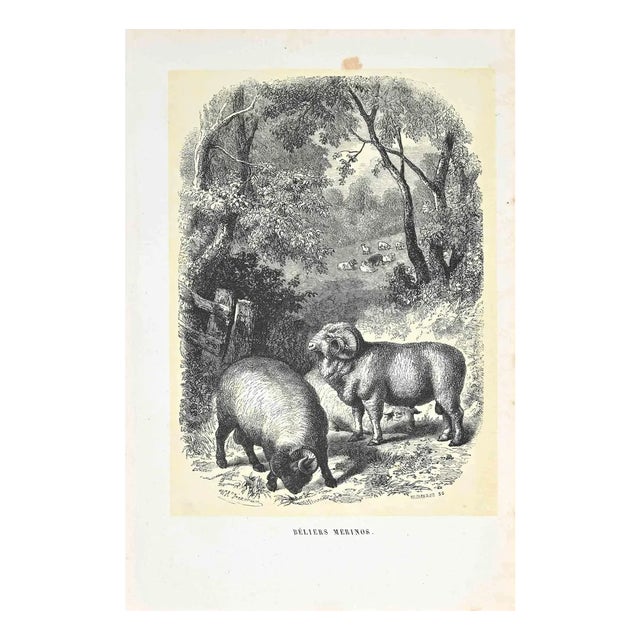 Paul Gervais, The Rams, Original Lithograph, 1854 For Sale