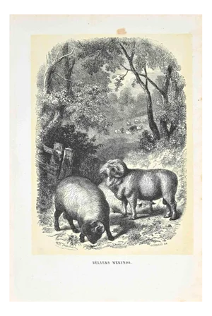 Paul Gervais, The Rams, Original Lithograph, 1854