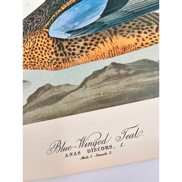John James Audubon 1964 Audubon Folio Lithograph Great Bird Paintings – “Blue Winged Teal” 14x17 For Sale - Image 4 of 6