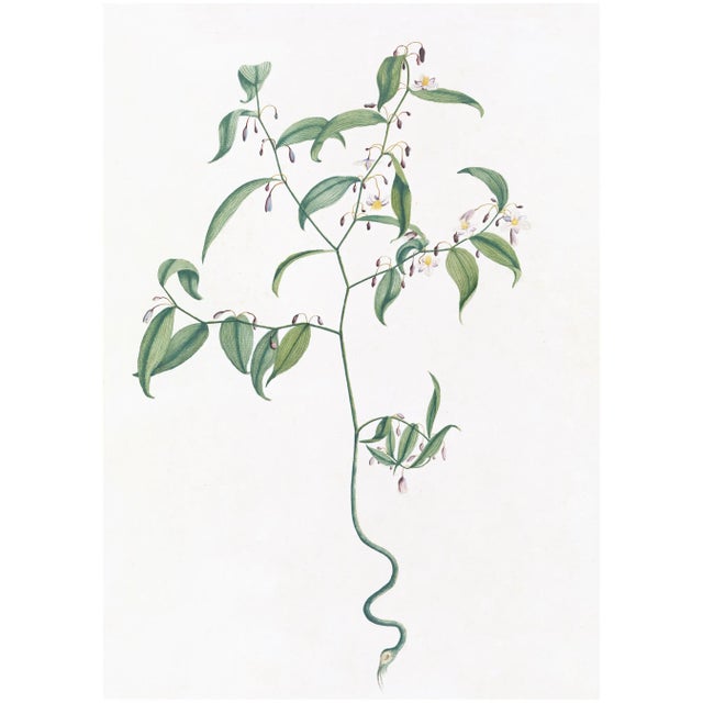 DESCRIPTION From the curated collection of Celerie Kemble for Ornis Gallery, these 18th Century Australian Botanicals are...