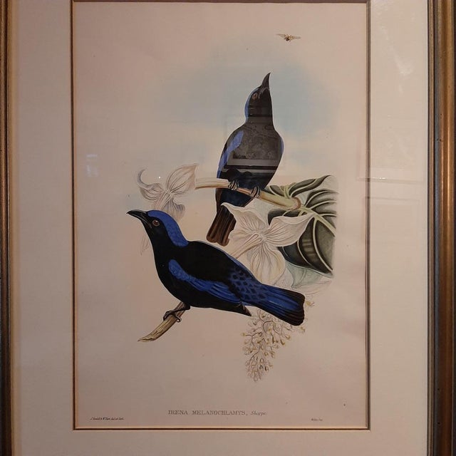 Antique bird print titled 'Irena Melanochlamys'. Beautiful print of the Black-Mantled Fairy Bluebird. This print...