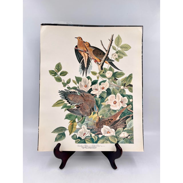 Antique White 1964 Audubon Folio Lithograph Great Bird Paintings – “Carolina Pigeon or Turtledove” 17x14 For Sale - Image 8 of 8