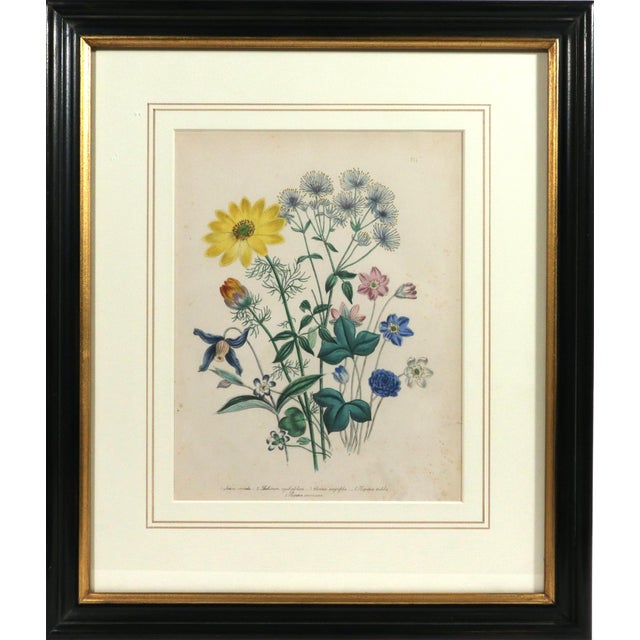 English Mid 19th Century Jane Wells Loudon Botanical Prints Framed - a Pair For Sale - Image 3 of 12