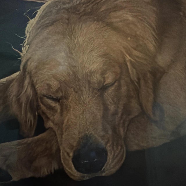 Realism John Weiss Signed Artists Proof Print “A Feeling of Warmth” with a Sleepy Golden Retriever Dog For Sale - Image 3 of 4