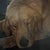 Realism John Weiss Signed Artists Proof Print “A Feeling of Warmth” with a Sleepy Golden Retriever Dog For Sale - Image 3 of 4