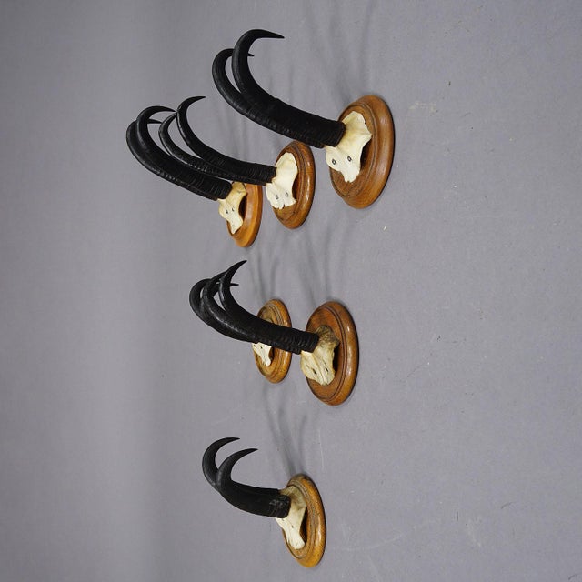 Rustic European Set of Six Chamois Trophies on Turned Plaques Germany Ca. 1920s For Sale - Image 3 of 7