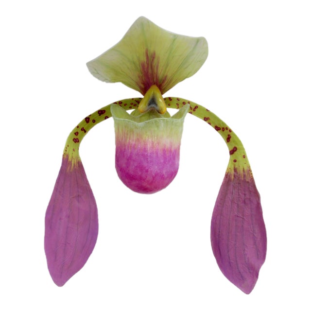 C. 2015 Original Artist Jurgen Reichert "Paphiopedilum Mirabilis" - Silicone Orchid, Light Wall Sculpture For Sale
