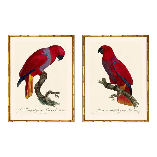 Barraband Parrots – Red Lories (Set of 2), Framed in Bronze Bamboo For Sale