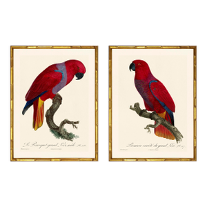 Barraband Parrots – Red Lories (Set of 2), Framed in Bronze Bamboo
