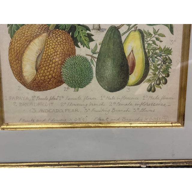 Illustration Trowbridge Framed Tropical Botanical Fruit Print – Papaya, Breadfruit & Avocado For Sale - Image 3 of 7