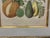 Illustration Trowbridge Framed Tropical Botanical Fruit Print – Papaya, Breadfruit & Avocado For Sale - Image 3 of 7