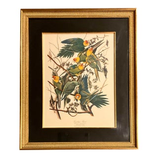 1960s The Audubon Folio Print John James Audubon Carolina Parrot Double Giltwood Fluted Framed Linen Matte. For Sale