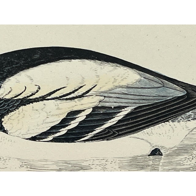 Antique Hand Tinted Bird Print From England Featuring a Black & White Smew Duck - Circa 1888 For Sale - Image 10 of 12