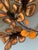 Brass 1960s C. Jere Signed Artisan House Brutalist Botanical Wall Sculpture For Sale - Image 8 of 11