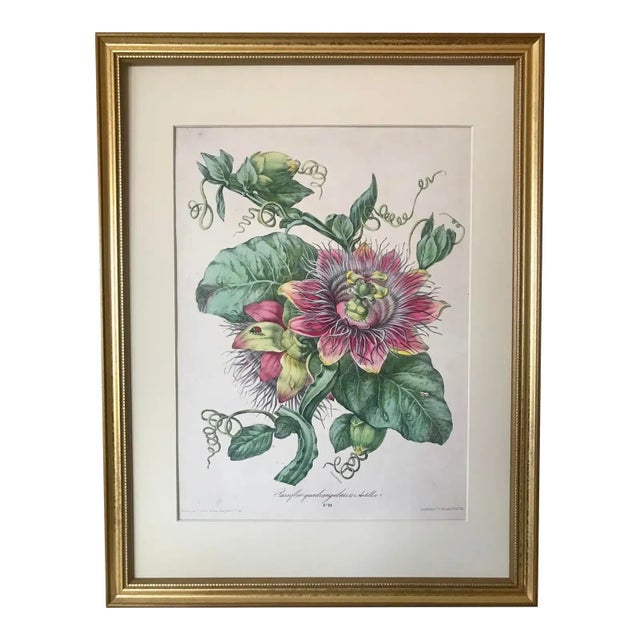 Printmaking Materials Antique French Botanical Lithograph Print Passion Fruit Flower Paris C.1860 For Sale - Image 7 of 7