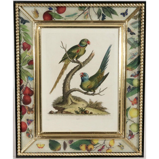 !8th-Century Engraved Prints of Exotic Birds by George Edwards With Decoupage Frames (12) For Sale - Image 11 of 14