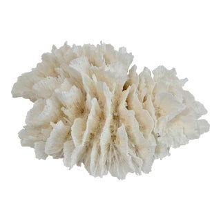 Natural White Lettuce Coral Specimen Coastal Decor For Sale