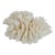 Natural White Lettuce Coral Specimen Coastal Decor For Sale