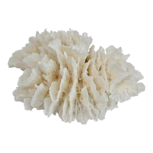 Natural White Lettuce Coral Specimen Coastal Decor