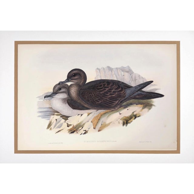 English Rare Gould Pattern Gallery, 19th Century Hand-Colored Lithographs From John Gould’s Birds of Australia | Custom Mat Selection - Set of 6 For Sale - Image 3 of 18