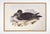 English Rare Gould Pattern Gallery, 19th Century Hand-Colored Lithographs From John Gould’s Birds of Australia | Custom Mat Selection - Set of 6 For Sale - Image 3 of 18
