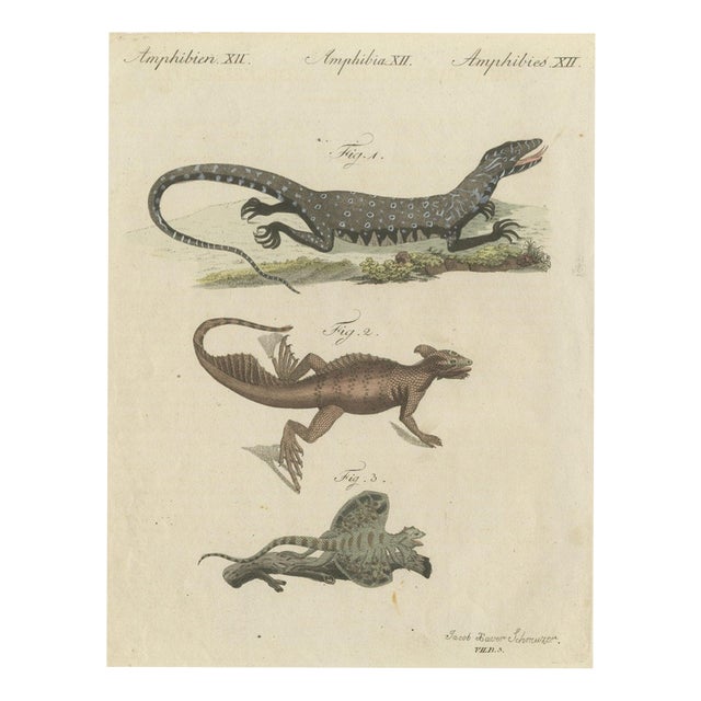 Bertuch, Monitor, Basilisk and Flying Dragon, 1805, Print For Sale