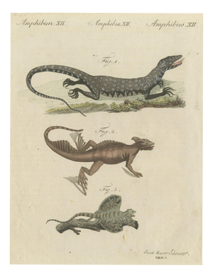 Bertuch, Monitor, Basilisk and Flying Dragon, 1805, Print